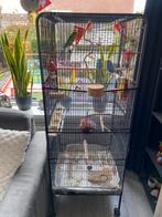 4 Grasparkieten + voliere kooi + alle toebehoren, Dieren en Toebehoren, Vogels | Hokken en Kooien, Ophalen, Zo goed als nieuw