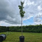 Moeraseik | Quercus palustris Green Pillar, 400 cm of meer, Volle zon, In pot, Overige soorten