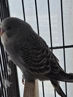 Jonge grasparkieten!, Meerdere dieren