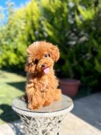 Exclusieve Maltipoo Teefje pup (Aziatische Toy Poedel), Dieren en Toebehoren, Particulier, Rabiës (hondsdolheid), Overige rassen