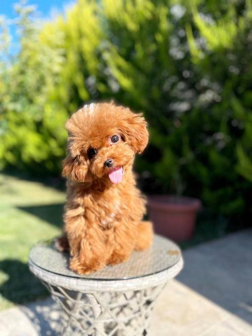 Exclusieve Maltipoo Teefje Micro pup (Aziatische Toy Poedel), Dieren en Toebehoren, Honden | Chihuahua's en Gezelschapshonden