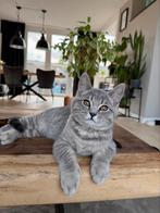 Wie herkend deze kittens? Britse korthaar x langhaar, Kater, 0 tot 2 jaar