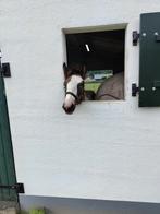 Groot tinker veulen/irish cob (1.68m), Dieren en Toebehoren, Paarden, Merrie, 165 tot 170 cm, Gechipt, 0 tot 2 jaar
