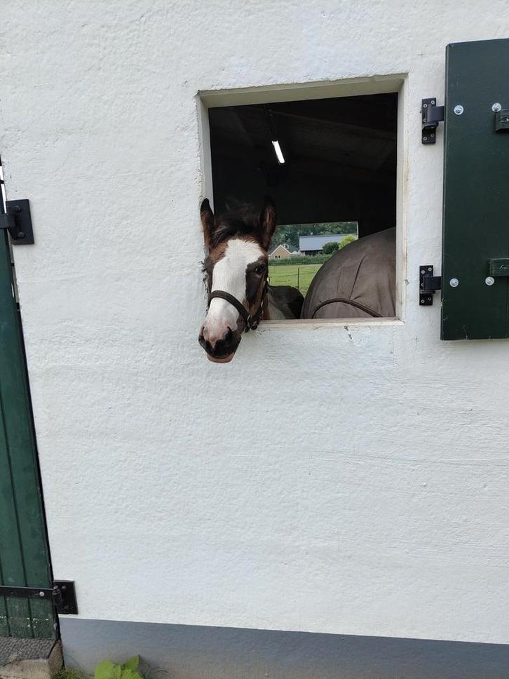 Groot tinker veulen/irish cob (1.68m), Dieren en Toebehoren, Paarden, Merrie, 165 tot 170 cm, 0 tot 2 jaar, Met stamboom, Gechipt
