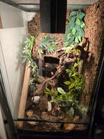 Tekoop glazen terrarium 71.5 hoog 46 diep 40 breed, Dieren en Toebehoren, Reptielen en Amfibieën | Toebehoren, Ophalen, Zo goed als nieuw