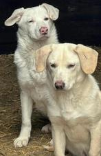 KANJER VAN EEN ERG LIEF RUSTIG REUTJE FRISCOT, Dieren en Toebehoren, Honden | Niet-rashonden, Particulier, Rabiës (hondsdolheid)