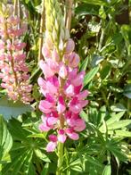 Lupine Roze zaden, Verzenden, Voorjaar, Volle zon, Zaad