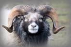 zwart schimmel Ouessant Ram, Mannelijk, Schaap, 3 tot 5 jaar