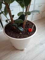 IKEA PS FEJÖ zelfwaterende pot met rubberboom, Ophalen, Zo goed als nieuw, Rond, Kunststof