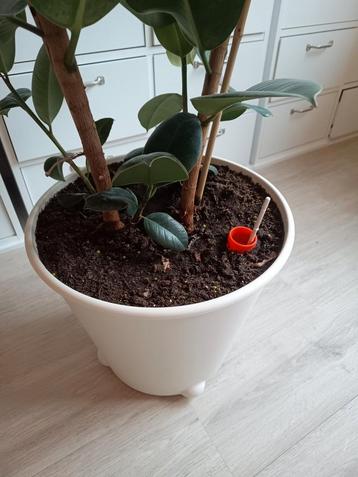IKEA PS FEJÖ zelfwaterende pot met rubberboom beschikbaar voor biedingen
