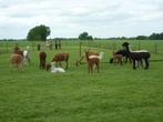 Alpaca's te koop, Dieren en Toebehoren, Overige Dieren, Juni, Vrouwelijk