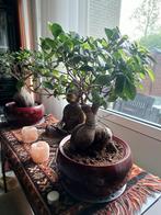 Bonsai ficus, Ficus, Halfschaduw, Ophalen