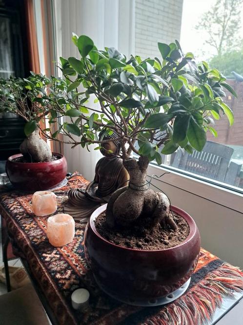 Bonsai ficus, Huis en Inrichting, Kamerplanten, Ficus, Halfschaduw, Ophalen