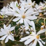 Beverboom – magnolia verschillende soorten, Tuin en Terras, Ophalen of Verzenden, Lente, Volle zon