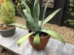 AGAVE heel groot met pot en jonkies, Ophalen of Verzenden, Bloeit niet, Overige soorten, Volle zon