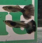 Hobbyaquarium Blue Sapphire Mannen, Vis