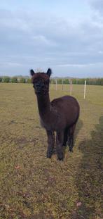 Alpaca merrie drachtig, Dieren en Toebehoren, Overige Dieren, Juni, Vrouwelijk