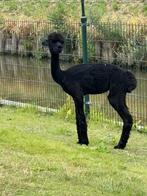 Zwarte alpaca hengst september 2024, Dieren en Toebehoren, Overige Dieren, September, Meerdere dieren