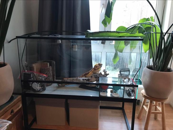 Glas glazen terrarium bak gebruikt baardagamen, Dieren en Toebehoren, Reptielen en Amfibieën | Toebehoren, Gebruikt, Terrarium of Paludarium