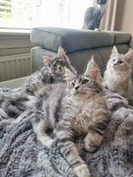 Schitterend Maine Coon Poesje met stamboom, Dieren en Toebehoren, Katten en Kittens | Raskatten | Langhaar, Poes, Met stamboom
