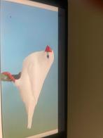 Gevraagd witte zebravink mannen tt kwaliteit, Mannelijk, Tropenvogel