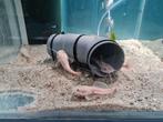 Platinum Roodstaartmeerval, rtc, meerval, Dieren en Toebehoren, Vissen | Aquariumvissen, Vis, Zoetwatervis