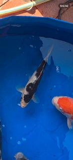 Goromo, Dieren en Toebehoren, Karper of Koi