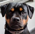 Carlin Pinscher pups, Dieren en Toebehoren, CDV (hondenziekte), 8 tot 15 weken, Meerdere, Meerdere dieren