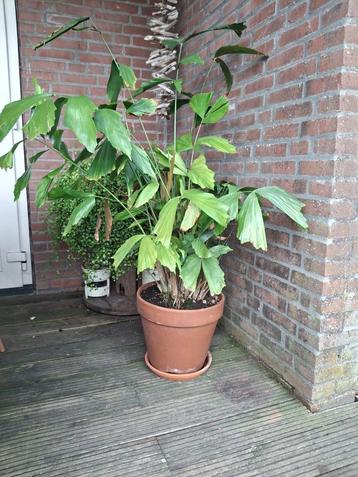 Visstaart palm coryota mitus beschikbaar voor biedingen