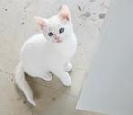 Witte kitten met prachtige blauwe ogen –Britse Korthaar, Dieren en Toebehoren, Katten en Kittens | Raskatten | Korthaar, Kater