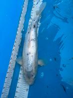 Gratis 50 cm koi, Dieren en Toebehoren, Karper of Koi