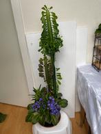 Plantenbak met diverse planten, 100 tot 150 cm, Overige soorten, In pot, Bloeiende kamerplant