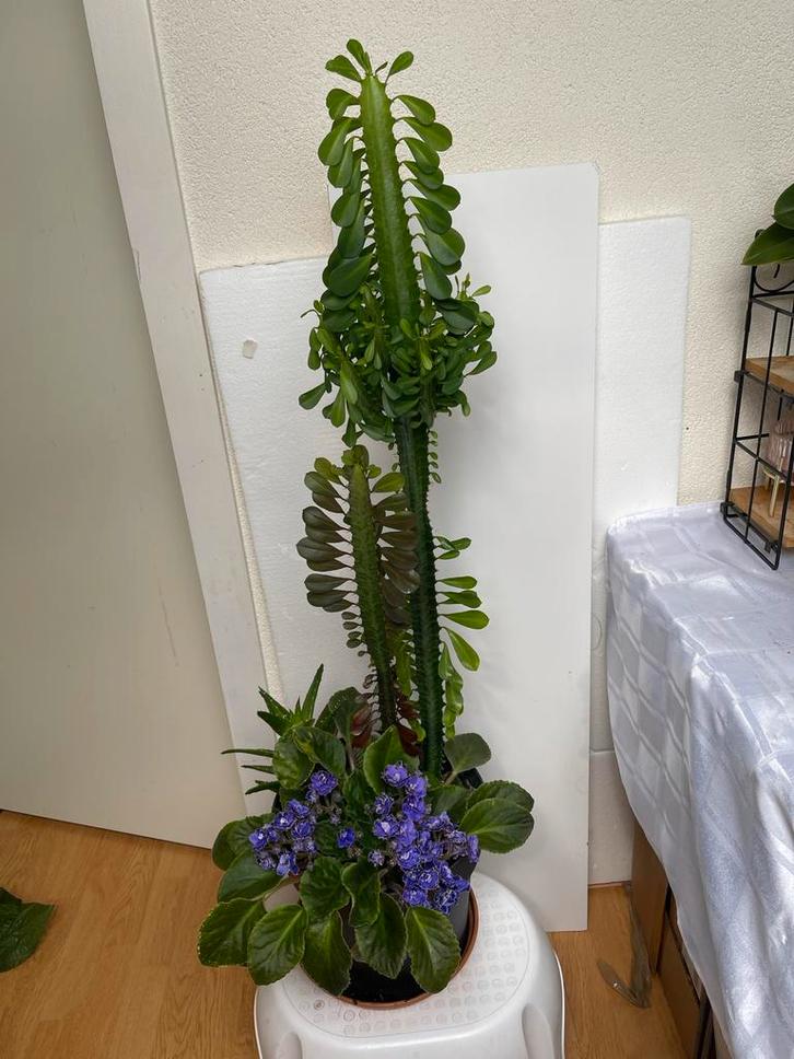 Plantenbak met diverse planten, Huis en Inrichting, Kamerplanten, Overige soorten, 100 tot 150 cm, Bloeiende kamerplant, Halfschaduw