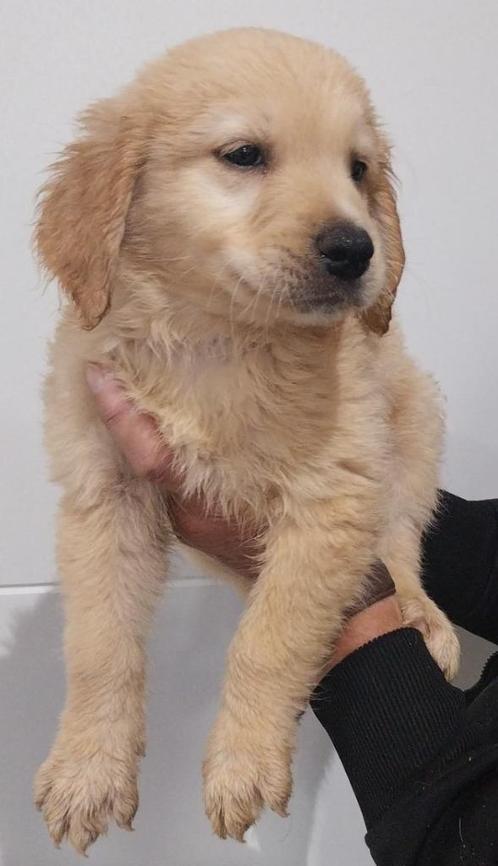Laatste Tollerteefje x Labrador uit ons nestje van 10, Dieren en Toebehoren, Honden | Retrievers, Spaniëls en Waterhonden, Teef