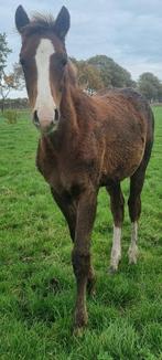 Gezocht stalling/weidegang jaarling merrie, Weidegang, 1 paard of pony