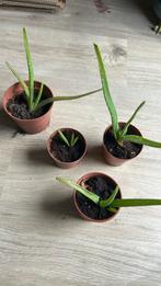 Aloë vera plant ( 4 stuks), Ophalen, Overige soorten, Minder dan 100 cm