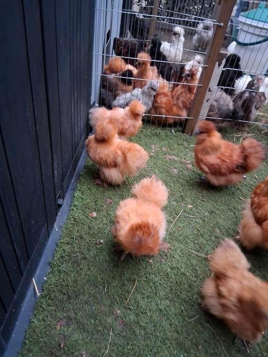 Usa hennen zijdehoenders, Dieren en Toebehoren, Pluimvee, Kip, Vrouwelijk
