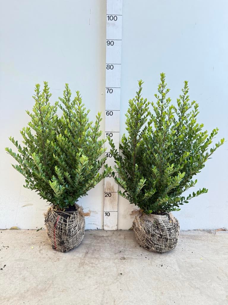 ilex crenata jenny ( japanse hulst ), Tuin en Terras, Planten | Tuinplanten, Ophalen of Verzenden, Overige soorten, Halfschaduw