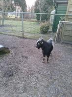 Dwerggeit bok cl en cae vrij., Dieren en Toebehoren, Mannelijk, Geit