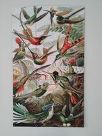 Ixxi Hummingbird Kolibries, Antiek en Kunst, Antiek | Wandborden en Tegels, Ophalen of Verzenden