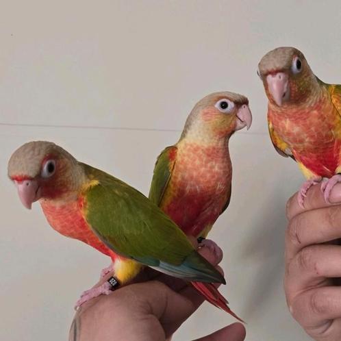 Super tamme Pyrrhura's, Dieren en Toebehoren, Vogels | Parkieten en Papegaaien, Parkiet, Meerdere dieren