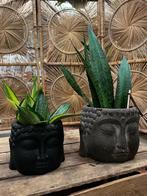 Boeddha-pot met plant, Huis en Inrichting, Ophalen, Overige soorten, Minder dan 100 cm