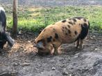 Kune kune biggen ( borgjes), Dieren en Toebehoren, Schapen, Geiten en Varkens, Mannelijk, Varken, 0 tot 2 jaar