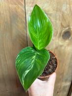 Strelitzia nicolai variegata plant mint albo white, Ophalen of Verzenden, Overige soorten, Minder dan 100 cm