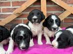 Friese Stabij pups, Overige rassen, 8 tot 15 weken, Meerdere, Meerdere dieren