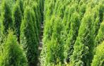 Coniferen thuja brabant - vers uit kwekerij, Tuin en Terras, Planten | Tuinplanten, Ophalen of Verzenden, Bloeit niet, Overige soorten
