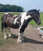 Meerdere merrie tinkers, Dieren en Toebehoren, Pony's, Merrie, Recreatiepony