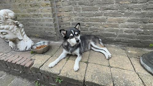 Lief Pomsky teefje zoekt een warm plekje, Dieren en Toebehoren, Honden | Poolhonden, Keeshonden en Oertypen, Teef, Particulier