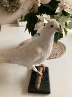 Mooie witte duif, Antiek en Kunst, Ophalen of Verzenden