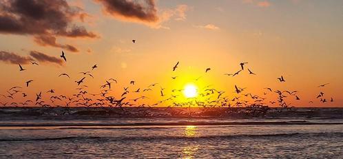 Strandhuisje ‘Egmond aan Zee’ te huur, Vakantie, Vakantie | Zon en Strand
